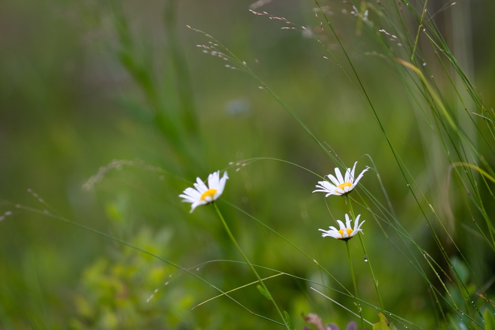 a couple of white flowers sitting on top of a lush green field
