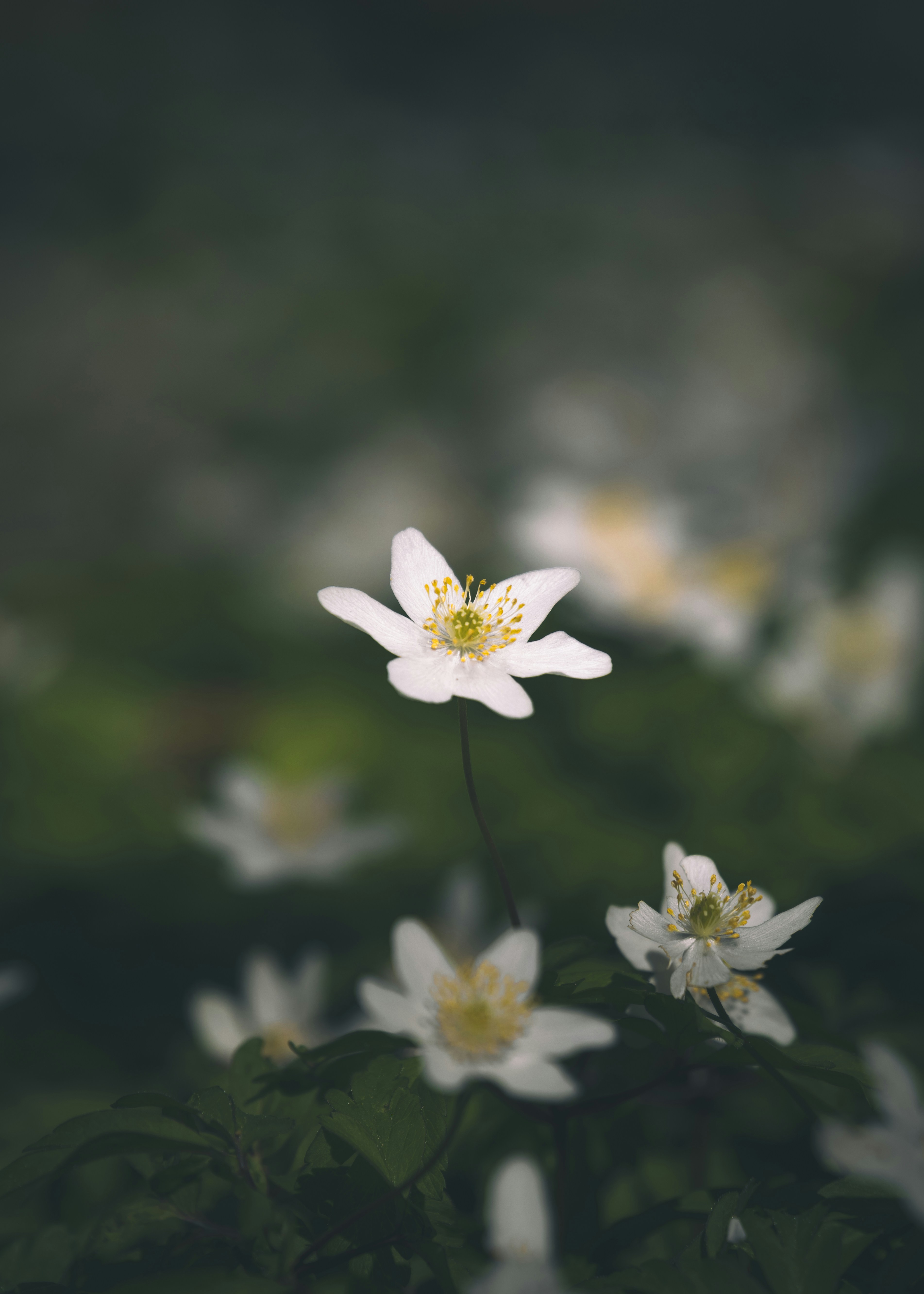 Photo by raedkasrawani