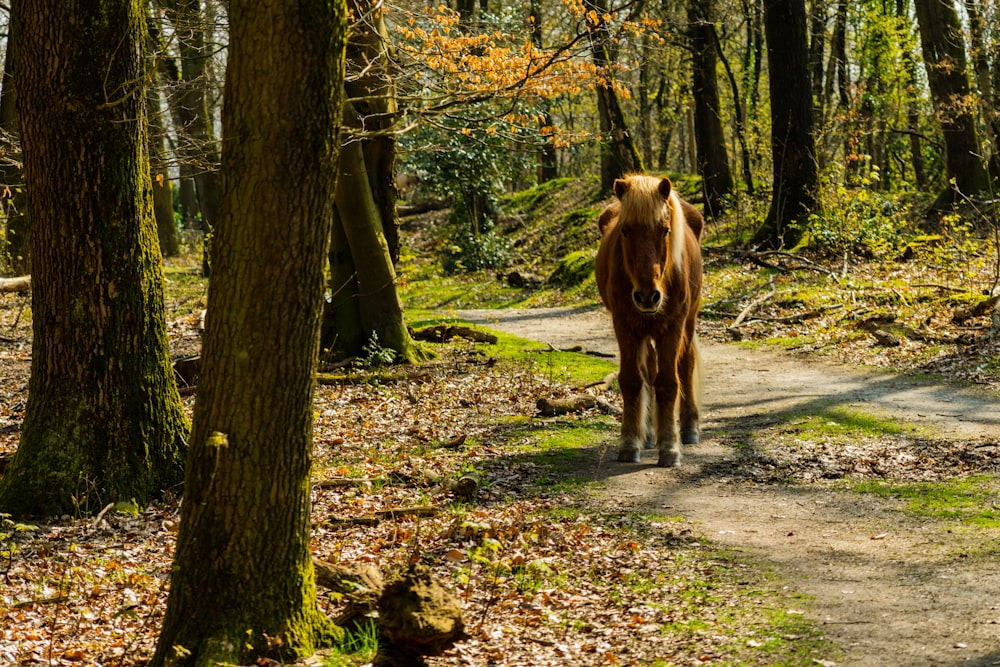 a horse walking down a path in the woods