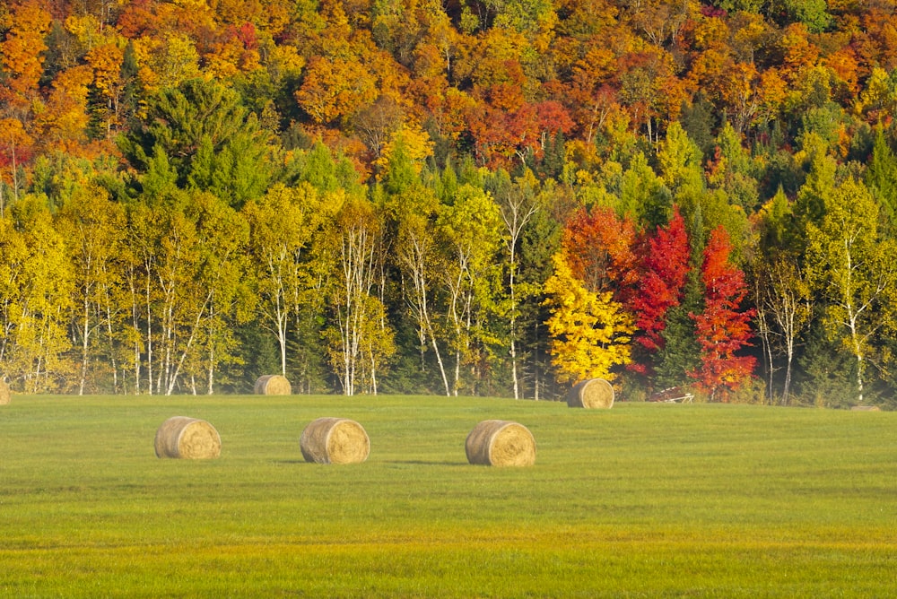 a field with hay bales in front of a forest