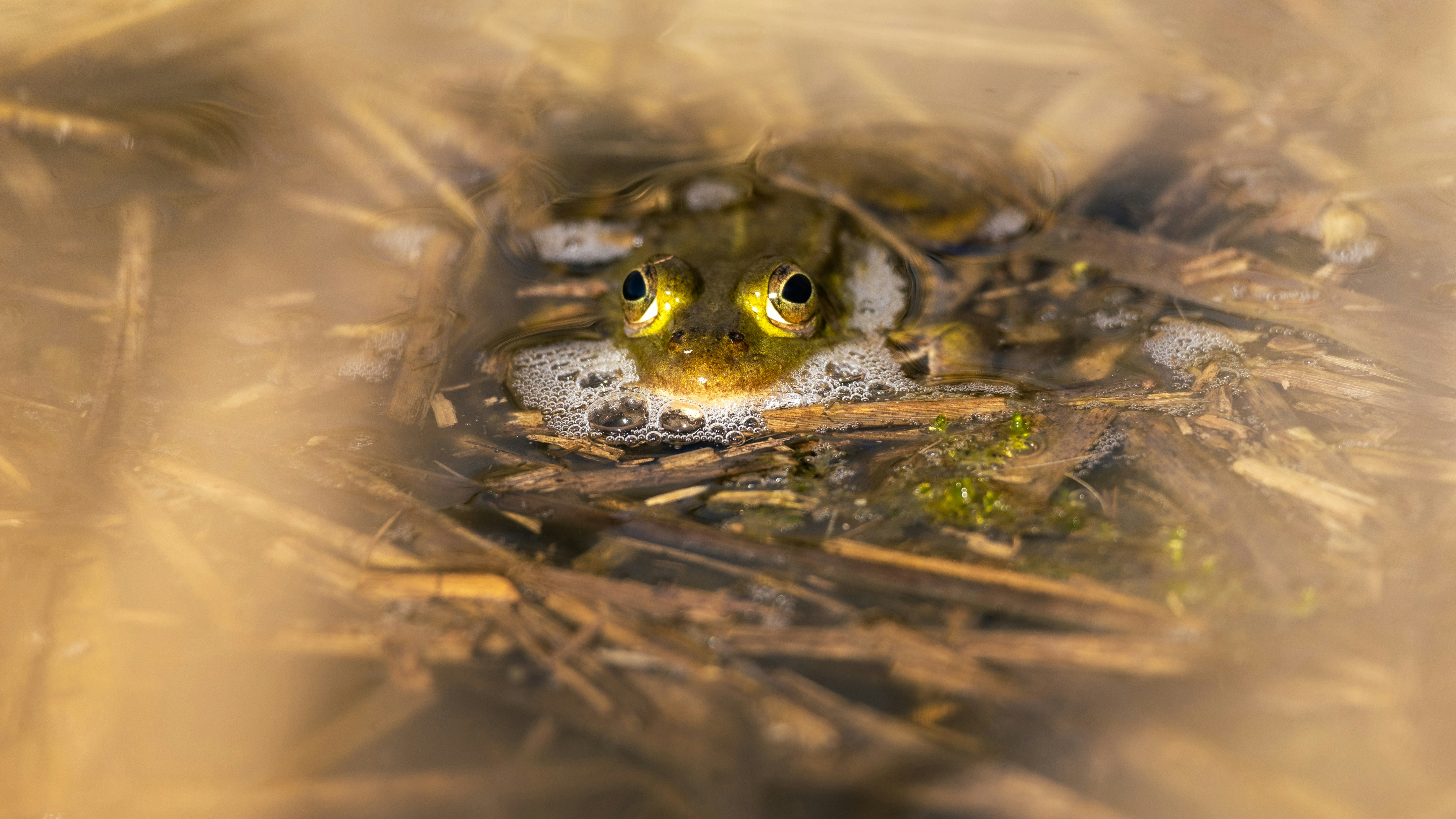 Photo by marekpiwnicki