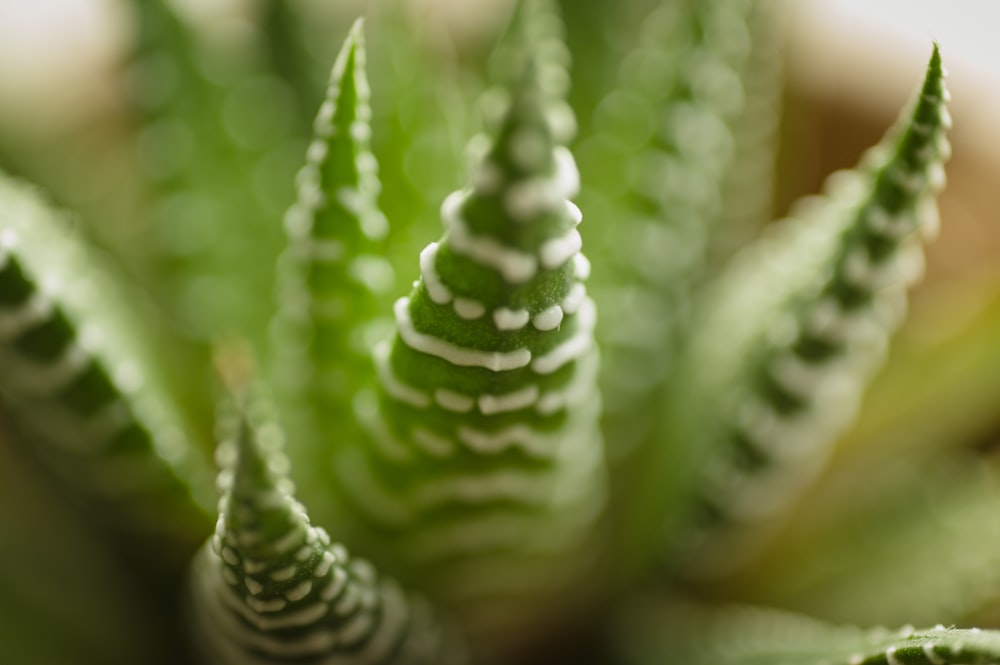 um close up de uma pequena planta verde