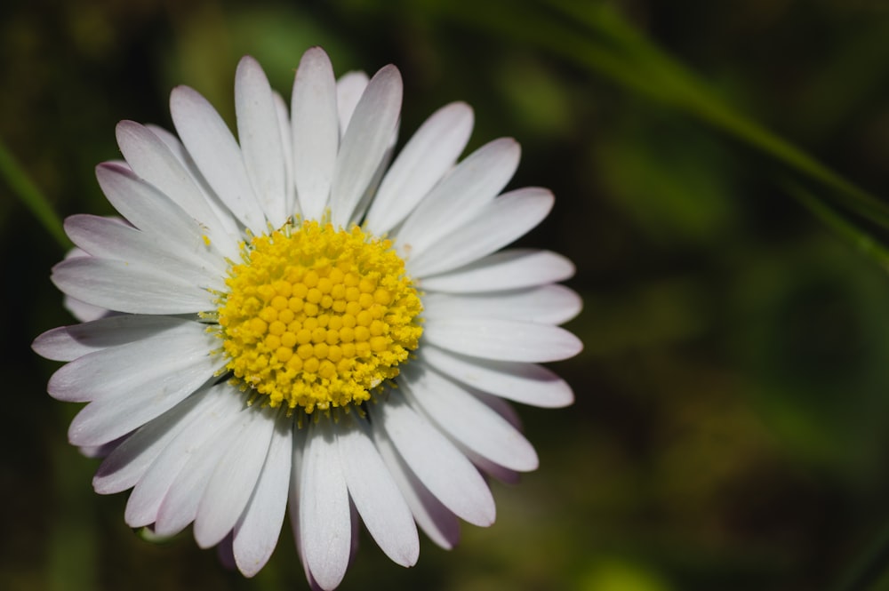 a close up of a white and yellow flower