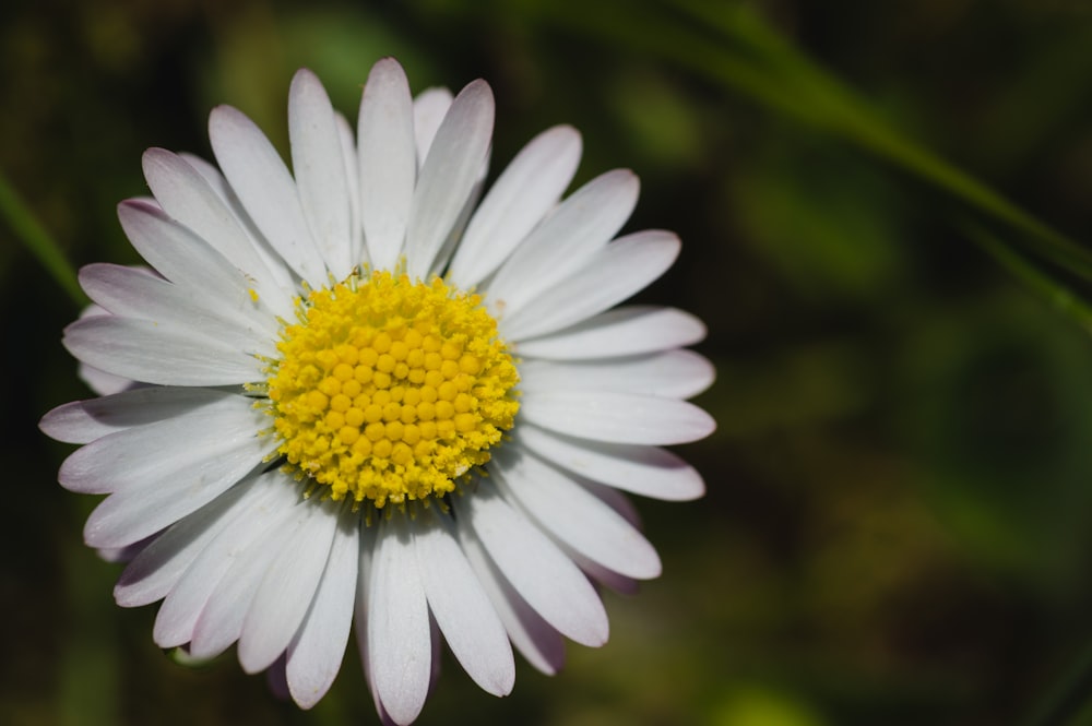 um close up de uma flor branca e amarela