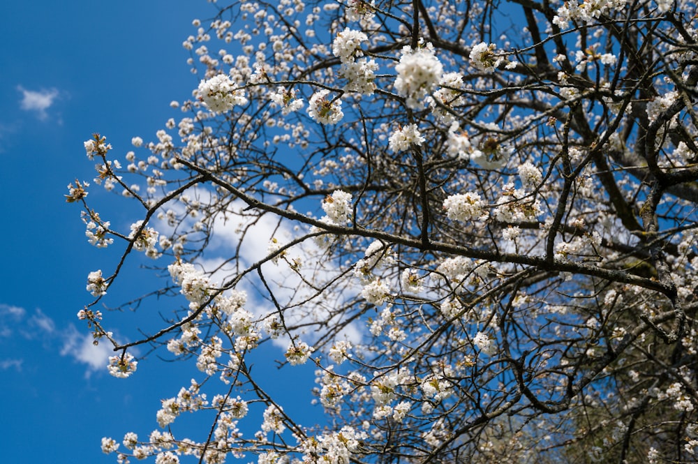 a tree with white flowers and a blue sky in the background