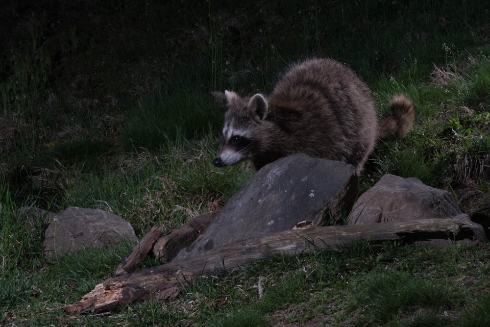 a raccoon standing on a rock in the grass