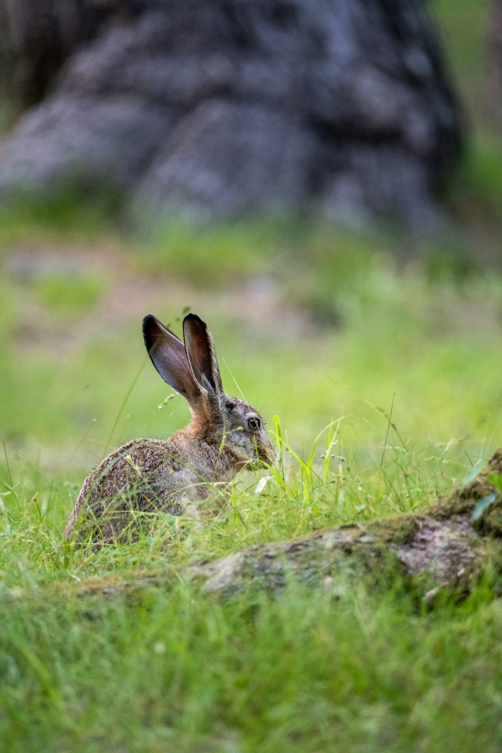 a rabbit sitting in the grass near a tree