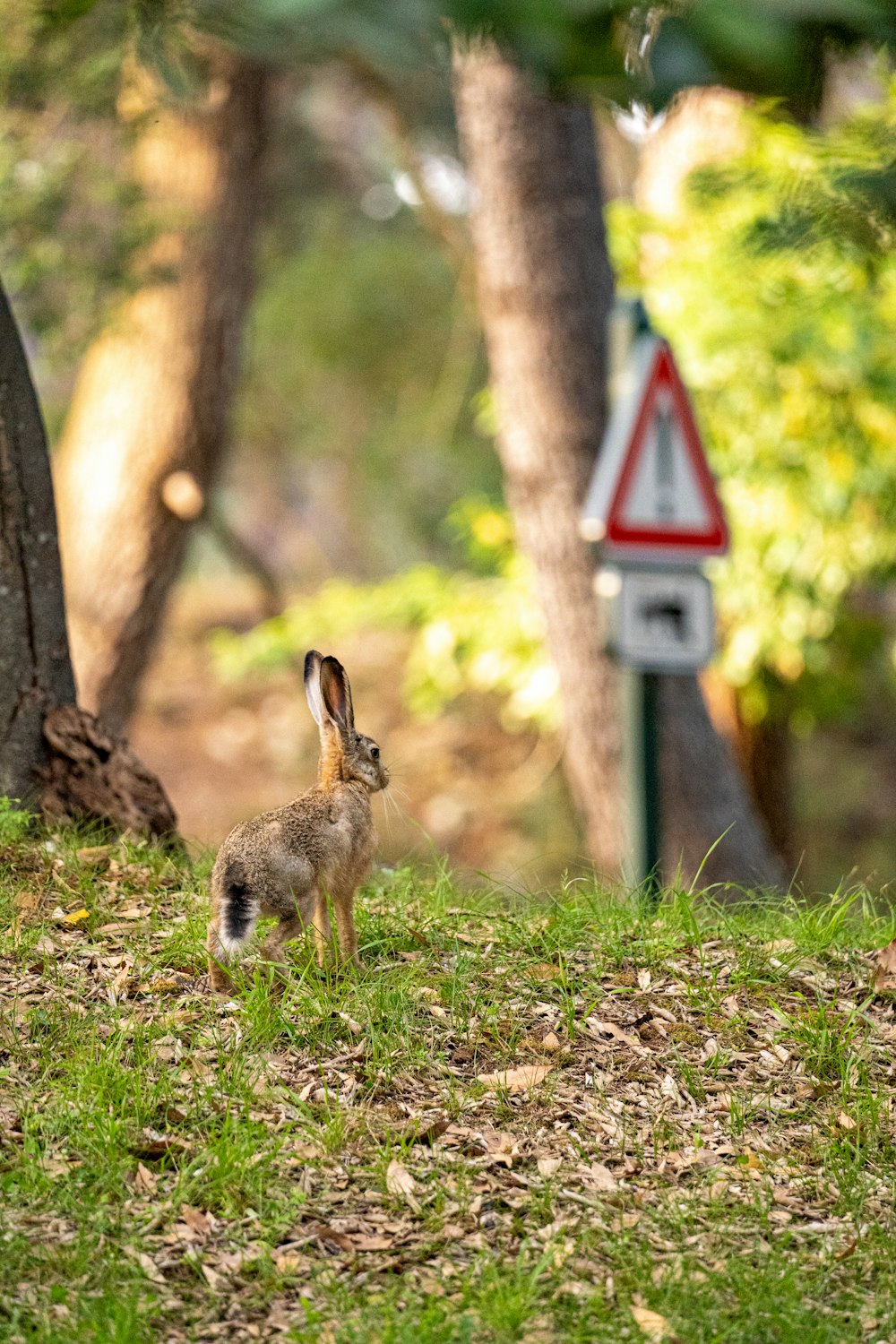 Un coniglio è in piedi nell'erba vicino a un cartello stradale