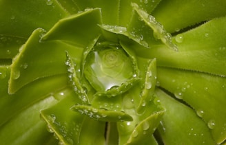 Close-up of a vibrant green succulent with dew drops glistening in morning light