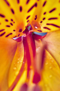 A vibrant macro shot of a single flower petal with droplets of water reflecting light.
