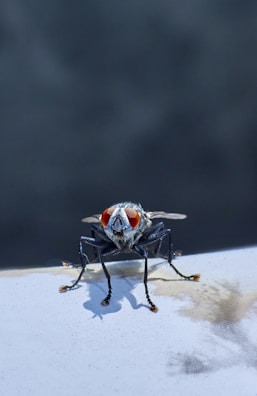 A close-up view of a fly with prominent red eyes and dark body, perched on a surface with a blurred dark background.