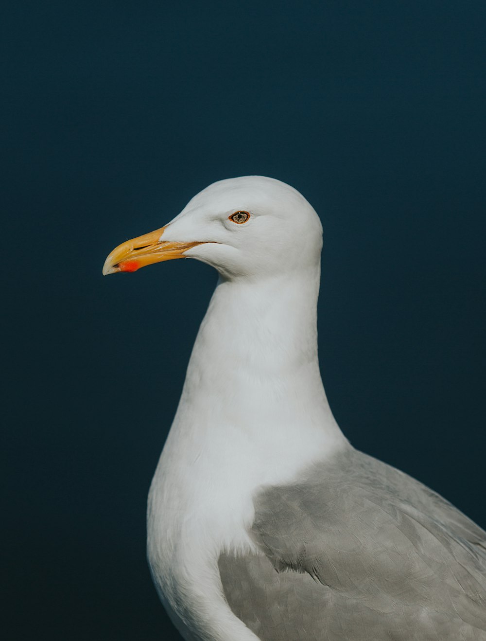 a close up of a seagull with a blue background