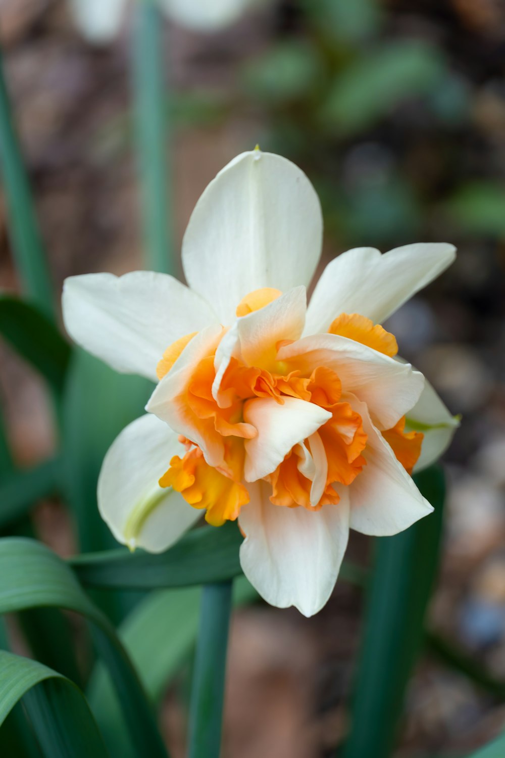 a white and orange flower with green leaves