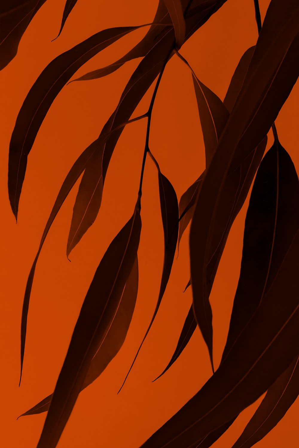 a close up of a leafy plant on an orange background