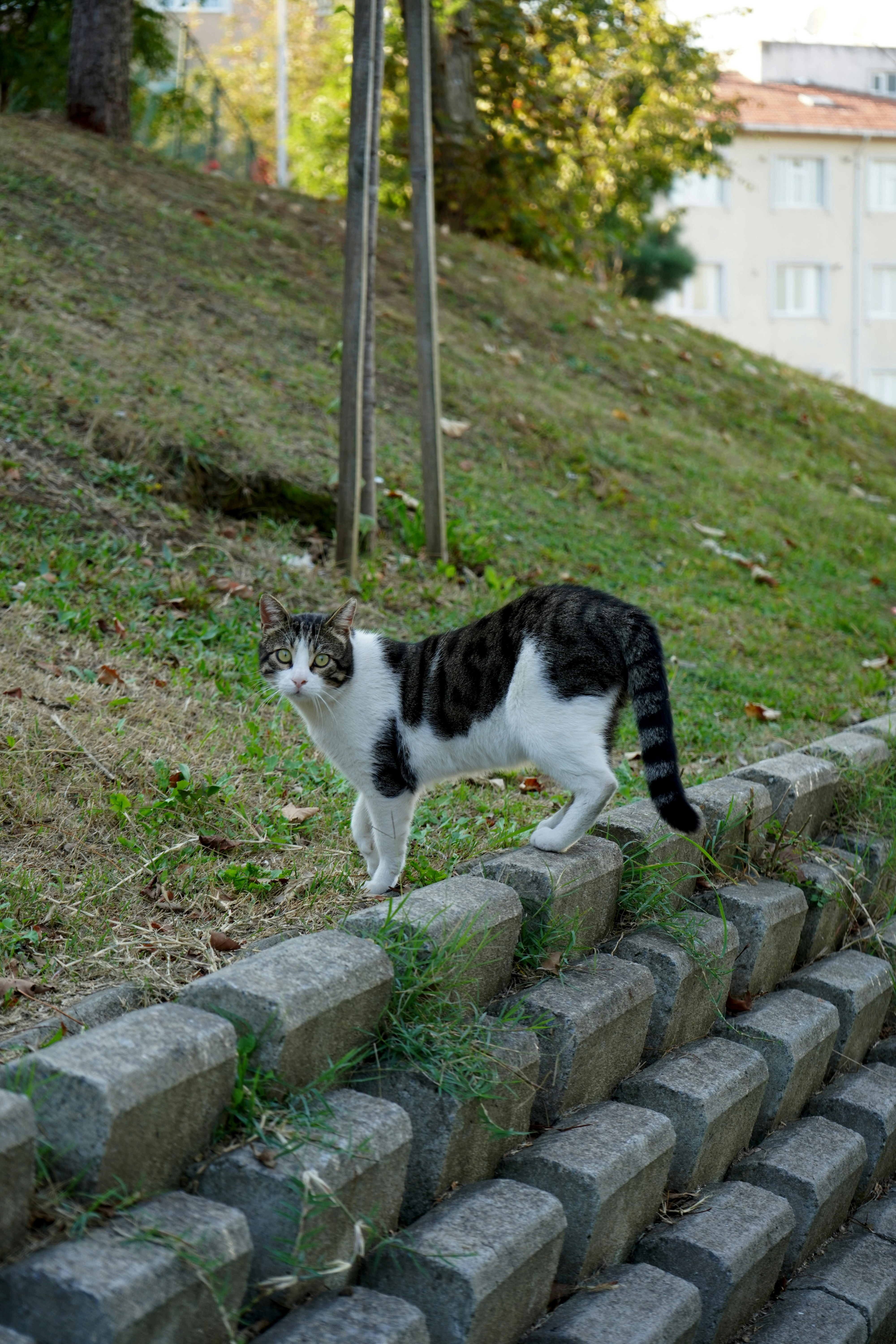 cats are everywhere in istanbul... - qKrqAAhs4fA