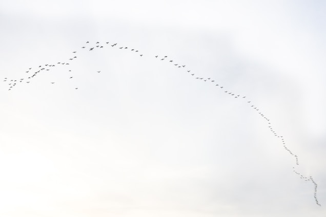 A large flock of birds flying in a V-formation across a pale sky, suggesting a migration pattern.