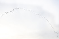 A large flock of birds flying in a V-formation across a pale sky, suggesting a migration pattern.