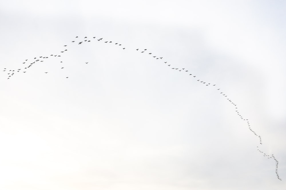 a flock of birds flying in the sky