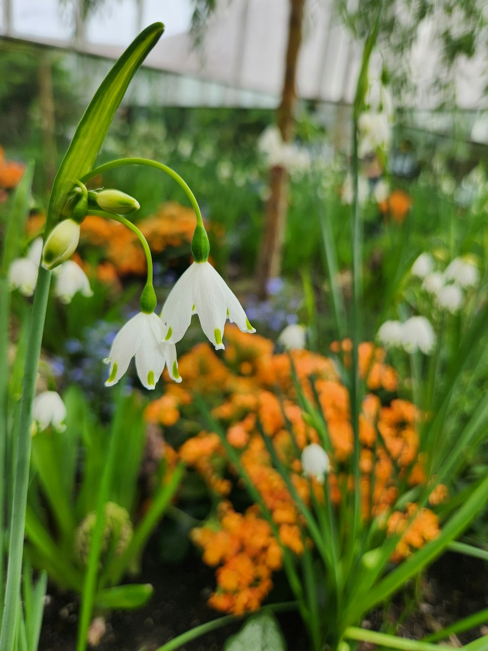 a close up of a flower near many other flowers