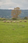 Livestock grazing peacefully near a renewable energy facility.