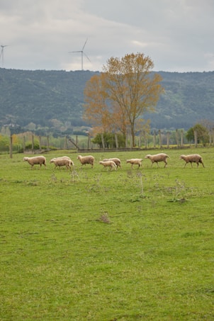 A flock of sheep grazes in a lush green field, with a large tree standing nearby. Wind turbines are visible in the background against a backdrop of hills and a gray sky, suggesting a rural and serene setting.