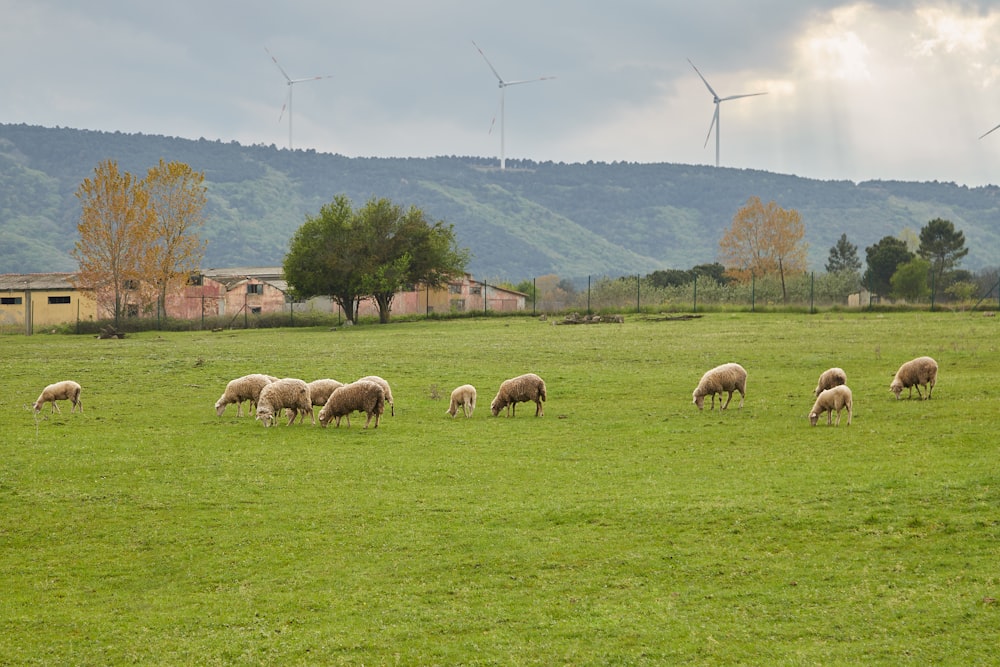 a herd of sheep grazing on a lush green field