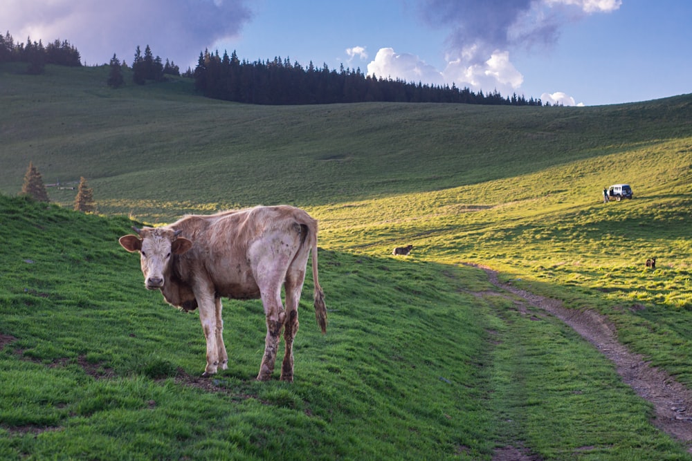 a cow standing on a lush green hillside