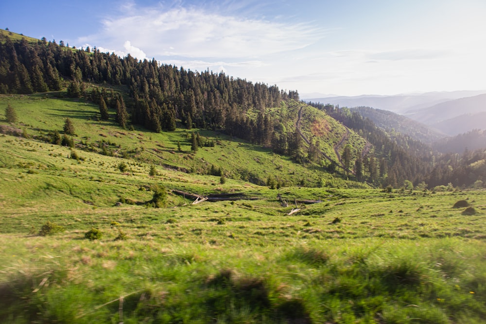 a lush green hillside covered in lots of trees