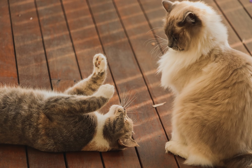 two cats sitting on a wooden deck looking at each other