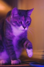 A cat with a striped fur pattern is illuminated by vibrant purple and pink lighting. The cat's left paw is raised slightly, giving an attentive and curious expression. The background is blurred, drawing focus to the cat's face and raised paw.