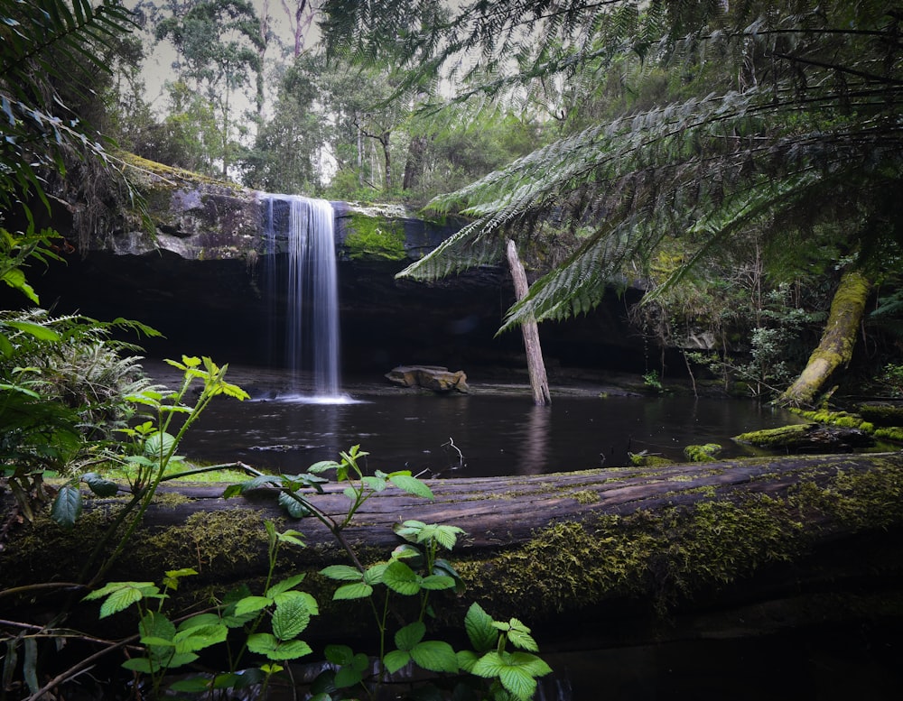 a waterfall in the middle of a forest