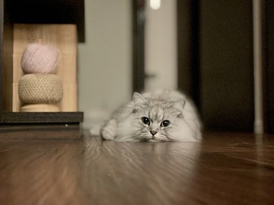 a cat laying on the floor in front of a mirror