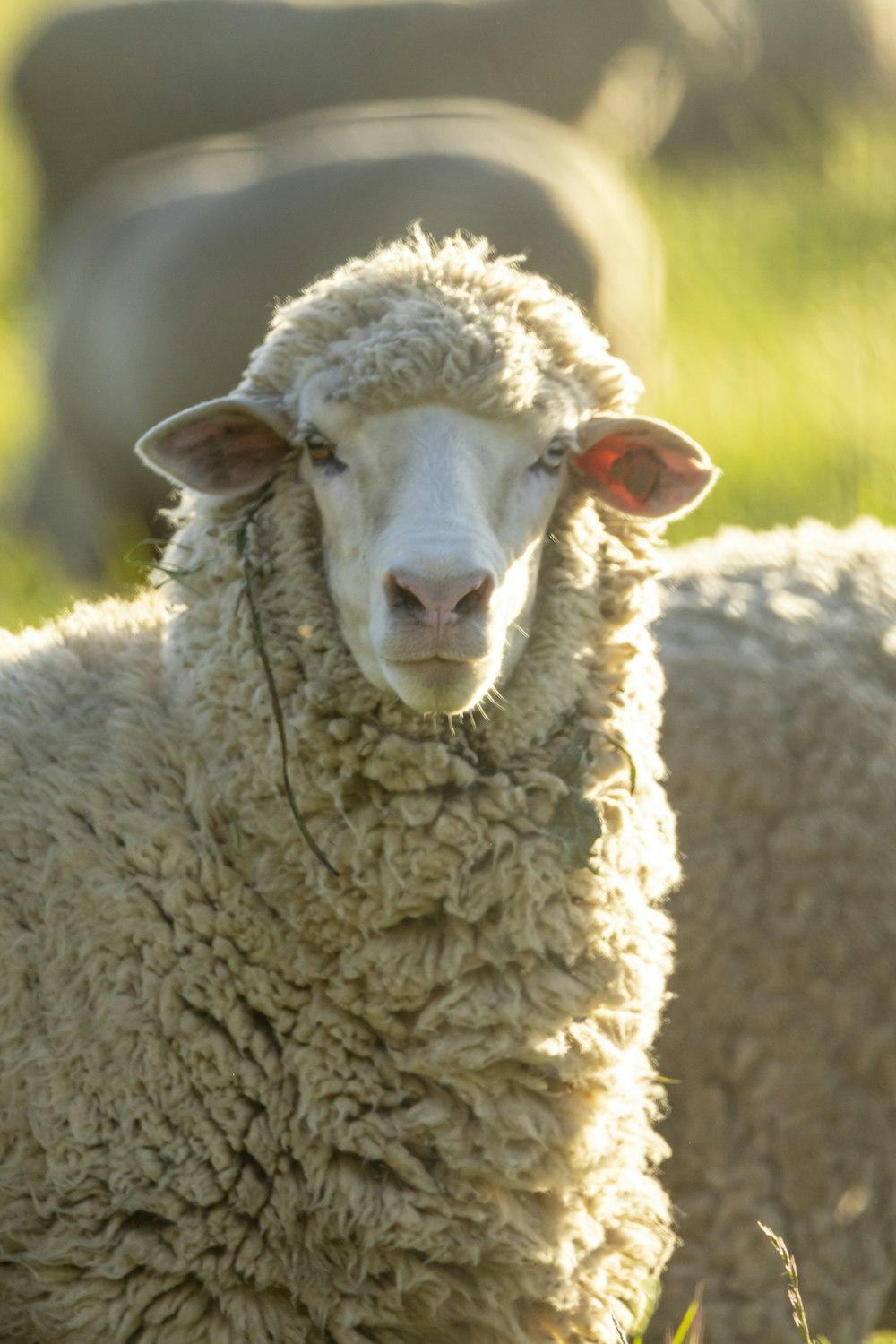 a close up of a sheep in a field of grass