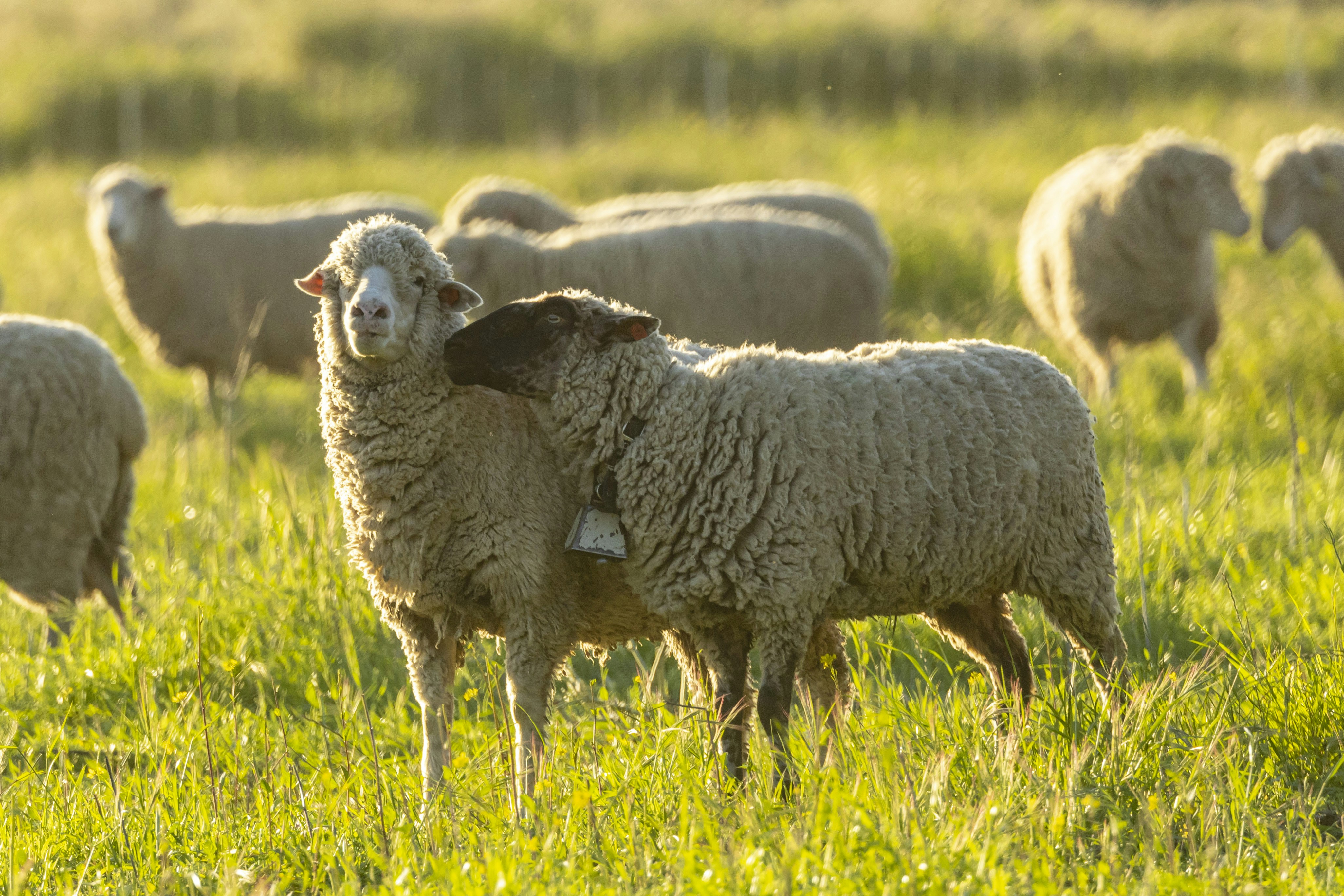 Photo by leo_visions_