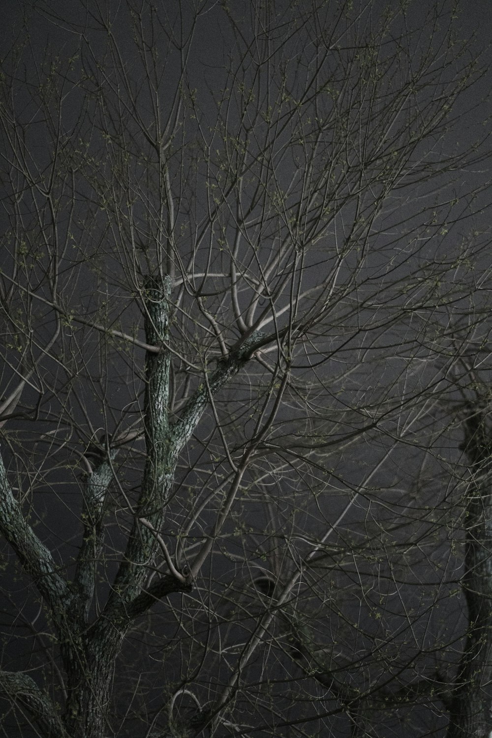 a black and white photo of a tree with no leaves