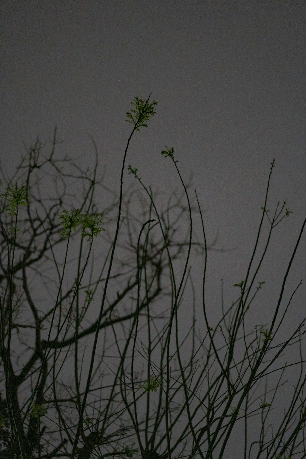 a bird sitting on top of a tree branch