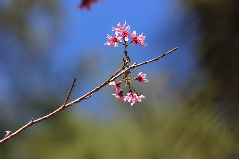 a branch of a tree with pink flowers