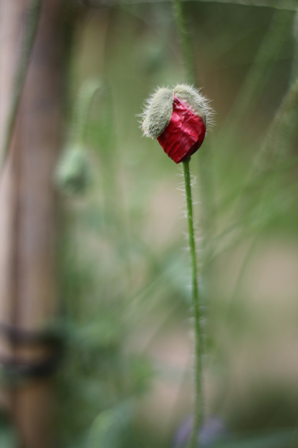 a red flower with a green stem and a blurry background