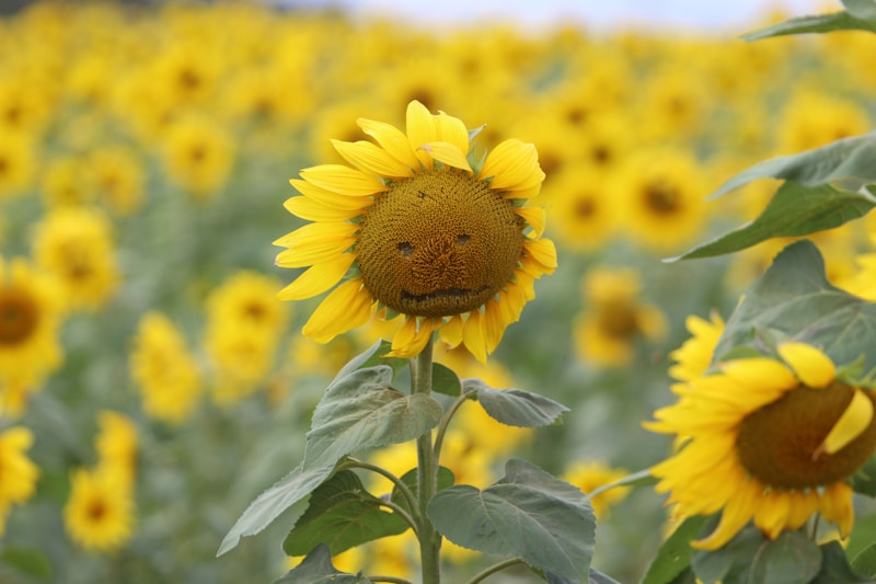 a sunflower with a smiley face in a field of sunflowers