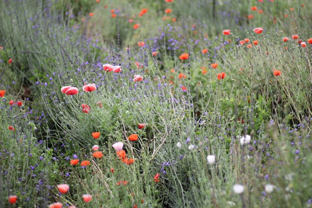 a field of wildflowers and other plants