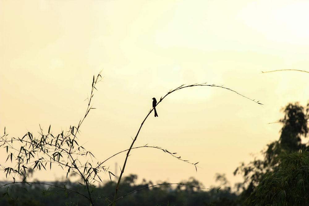 a small bird perched on top of a tree branch