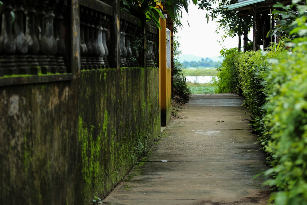 a path that is next to some bushes