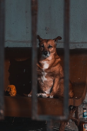 A brown and white dog is sitting on a wooden bench, partially obscured by vertical metal bars. The dog has a calm expression and is gazing forward. Next to the dog, there is a small orange plush toy. The surroundings appear to be dimly lit, with a stone or concrete wall in the background. A bottle is visible at the bottom right corner of the image.