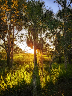Sunlight filtering through lush foliage over a peaceful plot of land.