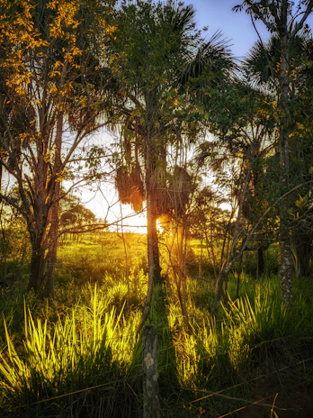 Sunlight filtering through lush foliage over a peaceful plot of land.