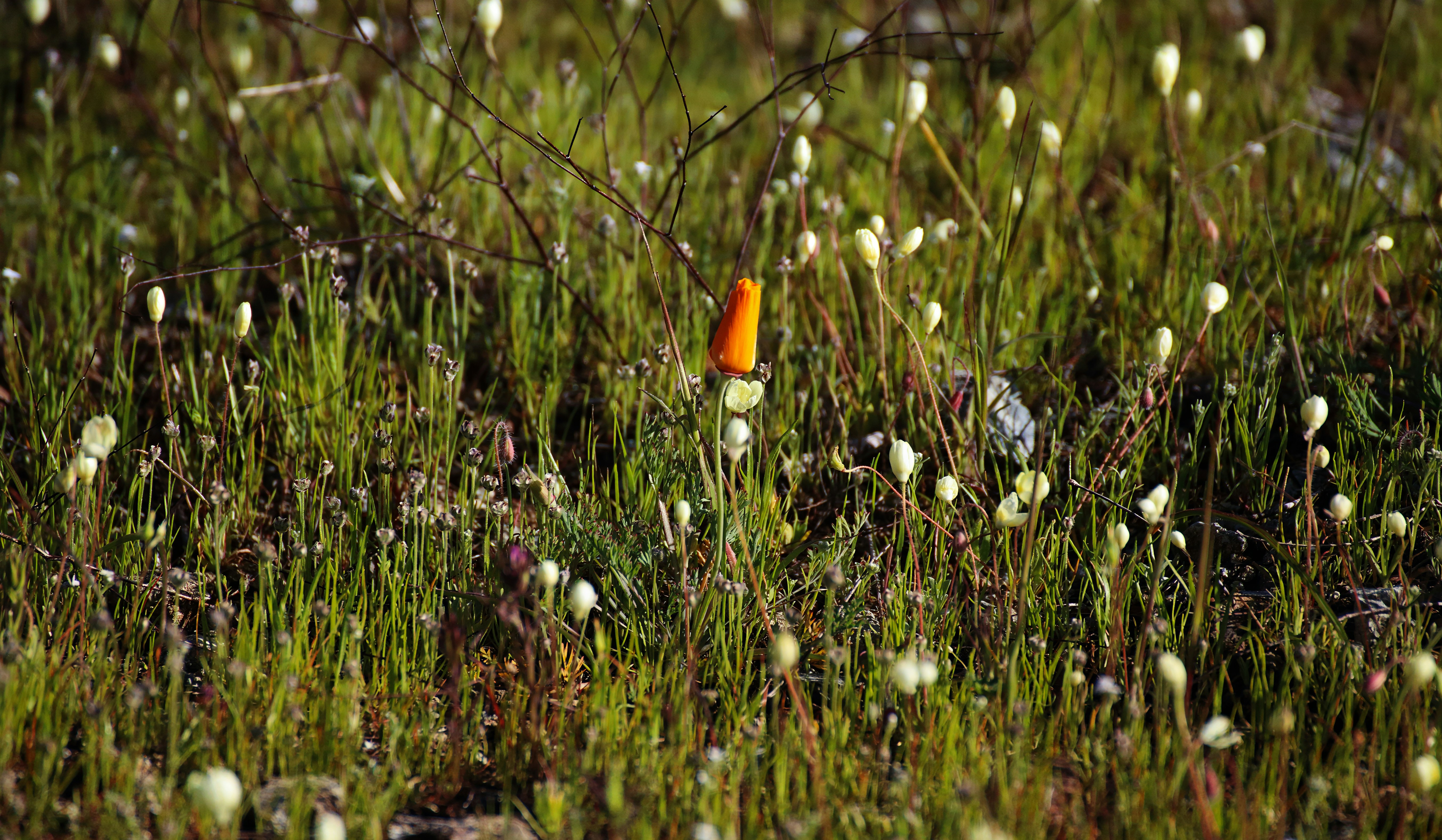 A small orange object in the middle of a field