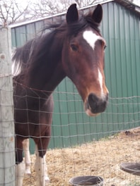 A brown horse with a white blaze on its face stands behind a wire fence, with a green metal barn visible in the background.