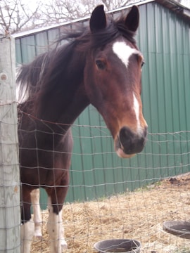 A brown horse with a white blaze on its face stands behind a wire fence, with a green metal barn visible in the background.