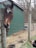 A horse leans its head over a fence, engaging with a person holding a treat near a green-painted barn and a straw-covered ground. Bare trees are visible in the background, suggesting an early spring or late fall setting.