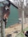 A horse leans its head over a fence, engaging with a person holding a treat near a green-painted barn and a straw-covered ground. Bare trees are visible in the background, suggesting an early spring or late fall setting.
